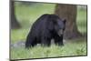 Black Bear (Ursus Americanus)-James-Mounted Photographic Print