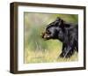 Black Bear Walking-Sarah Stribbling-Framed Giclee Print