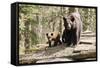 Black Bear with Cubs on a Wood Pile-MichaelRiggs-Framed Stretched Canvas