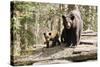 Black Bear with Cubs on a Wood Pile-MichaelRiggs-Stretched Canvas