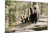 Black Bear with Cubs on a Wood Pile-MichaelRiggs-Mounted Photographic Print