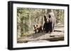 Black Bear with Cubs on a Wood Pile-MichaelRiggs-Framed Photographic Print