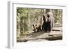 Black Bear with Cubs on a Wood Pile-MichaelRiggs-Framed Photographic Print