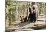 Black Bear with Cubs on a Wood Pile-MichaelRiggs-Mounted Photographic Print