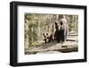 Black Bear with Cubs on a Wood Pile-MichaelRiggs-Framed Photographic Print