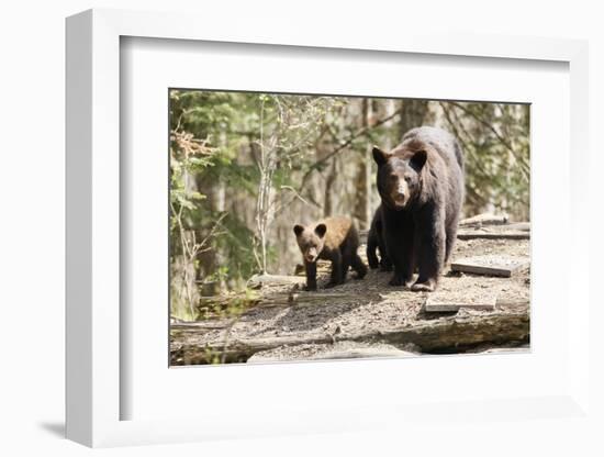 Black Bear with Cubs on a Wood Pile-MichaelRiggs-Framed Photographic Print