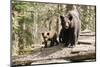 Black Bear with Cubs on a Wood Pile-MichaelRiggs-Mounted Photographic Print