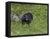 Black Bear (YNP)-Galloimages Online-Framed Stretched Canvas
