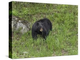 Black Bear (YNP)-Galloimages Online-Stretched Canvas