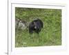 Black Bear (YNP)-Galloimages Online-Framed Photographic Print