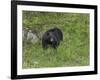 Black Bear (YNP)-Galloimages Online-Framed Photographic Print