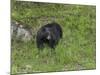 Black Bear (YNP)-Galloimages Online-Mounted Photographic Print