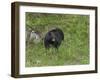 Black Bear (YNP)-Galloimages Online-Framed Photographic Print