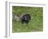 Black Bear (YNP)-Galloimages Online-Framed Photographic Print