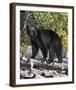 Black Bear-Russell Cobane-Framed Giclee Print