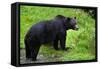 Black Bear-null-Framed Stretched Canvas