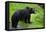 Black Bear-null-Framed Stretched Canvas