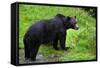 Black Bear-null-Framed Stretched Canvas