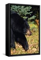 Black Bear-null-Framed Stretched Canvas