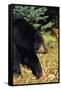 Black Bear-null-Framed Stretched Canvas