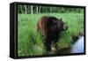 Black Bear-W. Perry Conway-Framed Stretched Canvas
