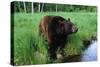 Black Bear-W. Perry Conway-Stretched Canvas