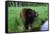 Black Bear-W. Perry Conway-Framed Stretched Canvas