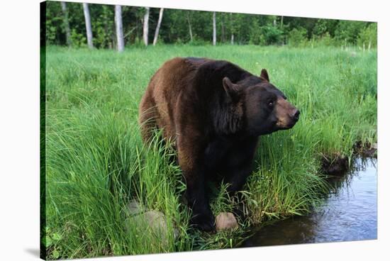 Black Bear-W. Perry Conway-Stretched Canvas