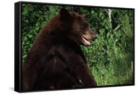 Black Bear-W. Perry Conway-Framed Stretched Canvas