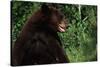 Black Bear-W. Perry Conway-Stretched Canvas