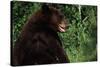 Black Bear-W. Perry Conway-Stretched Canvas
