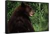 Black Bear-W. Perry Conway-Framed Stretched Canvas