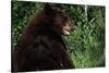 Black Bear-W. Perry Conway-Stretched Canvas
