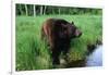 Black Bear-W. Perry Conway-Framed Photographic Print