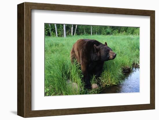 Black Bear-W. Perry Conway-Framed Photographic Print
