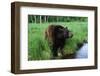 Black Bear-W. Perry Conway-Framed Photographic Print