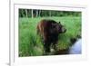 Black Bear-W. Perry Conway-Framed Photographic Print