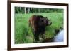 Black Bear-W. Perry Conway-Framed Photographic Print