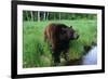 Black Bear-W. Perry Conway-Framed Photographic Print