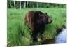 Black Bear-W. Perry Conway-Mounted Photographic Print