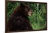 Black Bear-W. Perry Conway-Framed Photographic Print