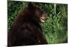 Black Bear-W. Perry Conway-Mounted Photographic Print