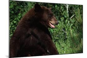 Black Bear-W. Perry Conway-Mounted Photographic Print