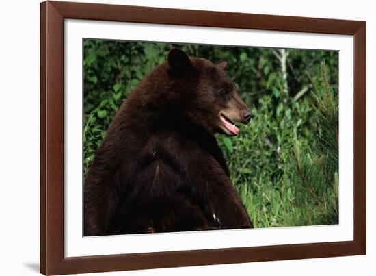 Black Bear-W. Perry Conway-Framed Photographic Print