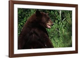 Black Bear-W. Perry Conway-Framed Photographic Print