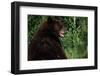 Black Bear-W. Perry Conway-Framed Photographic Print