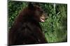 Black Bear-W. Perry Conway-Mounted Photographic Print