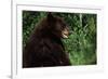 Black Bear-W. Perry Conway-Framed Photographic Print