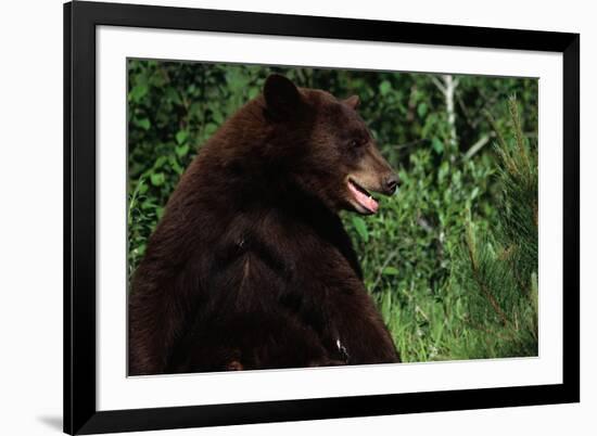 Black Bear-W. Perry Conway-Framed Photographic Print