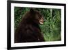 Black Bear-W. Perry Conway-Framed Photographic Print